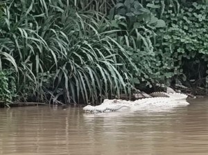 Heboh Buaya Putih Muncul di Sungai Pringsewu