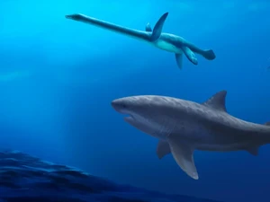 Ada Hiu Purba Paling Mengerikan Sepanjang Masa, Bukan Megalodon!