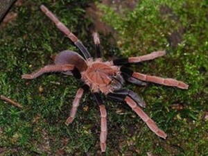 Berkenalan dengan Laba-laba yang Bisa Memakan Burung dari Papua