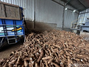 Harga Singkong Anjlok Jadi Rp 750/Kg, Petani Pati Menjerit