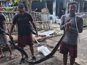 Geger! Ular Piton 3,6 Meter Santap Ayam Jago Milik Warga Sukoharjo
