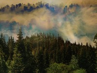 10 Negara Ini 'Raja' Hutan Dunia, Posisi RI Tak Terduga