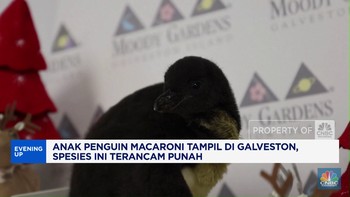 Video: Anak Penguin Macaroni Tampil di Galveston