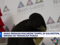 Video: Anak Penguin Macaroni Tampil di Galveston
