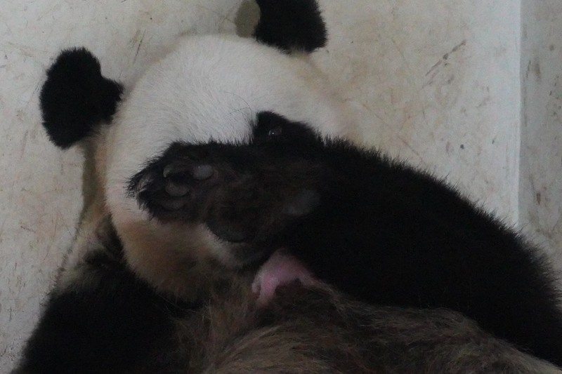 Presiden Prabowo Subianto menerima kunjungan Ketua MPR RRT Wang Huning, di Istana Negara, Jakarta, Kamis (4/12/2025). (Dok. Biro Pers Sekretariat Presiden/Muchlis Jr)