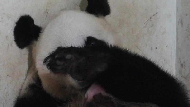 Presiden Prabowo Subianto menerima kunjungan Ketua MPR RRT Wang Huning, di Istana Negara, Jakarta, Kamis (4/12/2025). (Dok. Biro Pers Sekretariat Presiden/Muchlis Jr)