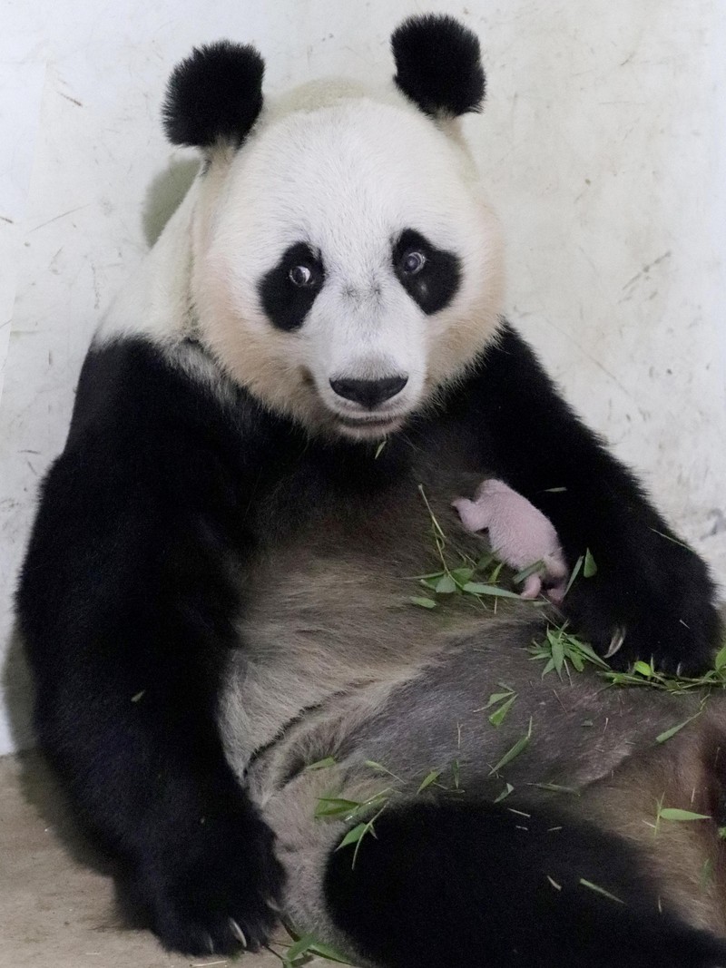 Presiden Prabowo Subianto menerima kunjungan Ketua MPR RRT Wang Huning, di Istana Negara, Jakarta, Kamis (4/12/2025). (Dok. Biro Pers Sekretariat Presiden/Muchlis Jr)