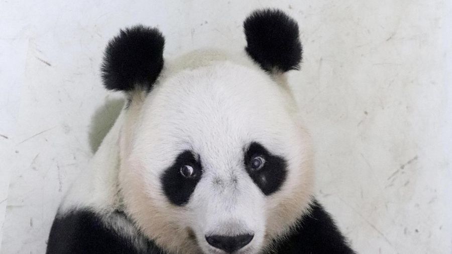 Presiden Prabowo Subianto menerima kunjungan Ketua MPR RRT Wang Huning, di Istana Negara, Jakarta, Kamis (4/12/2025). (Dok. Biro Pers Sekretariat Presiden/Muchlis Jr)