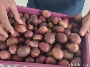 Kisah Sukses Cik One Petani Matoa Beromzet Rp 1 Miliar Per Bulan di Pati
