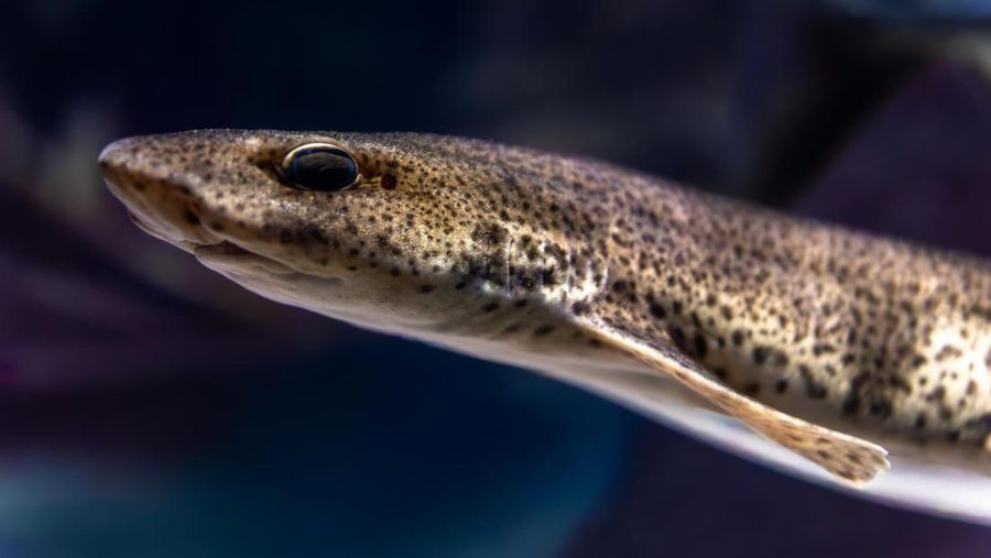 Ikan sidat. (Dok. Freepik)