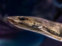 Salmon Kalah, Ikan Sidat Asli RI Sumber Omega-3 Paling Tinggi