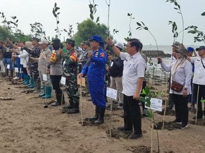 Cara DLH Indramayu Jaga Kelestarian Pesisir Lewat Puluhan Ribu Mangrove