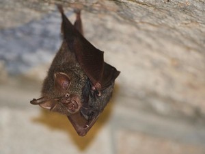 Virus Nipah Pernah Ditemukan pada Sampel Kelelawar di Kalbar