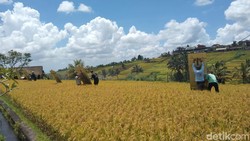 Bupati Tabanan soal Aksi Protes Petani Jatiluwih: Mereka Menjaga Sawah