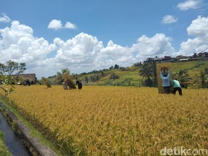 DPR RI Soroti Polemik Penutupan Tempat Usaha di Subak Jatiluwih