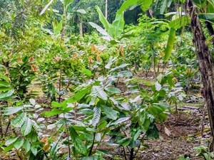 Sempat Mati Suri, Pemkab Badung Dorong Kebangkitan Komoditas Kakao