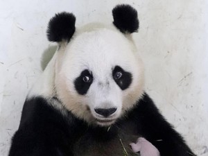 Video: Momen Prabowo Kenalkan Bayi Panda Satrio Wiratama ke Ketua MPR China