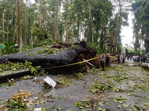 Pohon Pala Raksasa di Sangeh Tumbang, Pemandu Tewas
