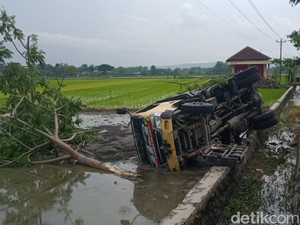 Truk Terguling Nyebur Sawah Usai Tabrak Pohon di Klaten