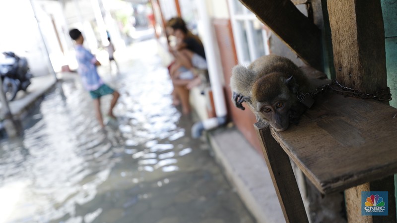 Banjir rob menggenangi wilayah Jalan Dermaga Baru, Kali Adem, Blok Empang, Muara Angke, Jakarta, Jumat (5/12/2025). Meski terendam banjir, warga memilih bertahan di rumahnya masing-masing. (CNBC Indonesia/Tri Susilo)
