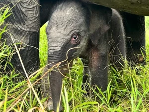 Kabar Gembira, Bayi Gajah Baru Lahir di PKG Padang Sugihan