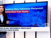 Video: Benteng Hijau Indonesia Menyusut, Deforestasi Kian Nyata