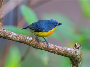 Burung Pentis Kalimantan, Si Biru-Kuning dari Hutan Borneo