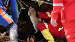 Video: Ancaman Penyakit Intai Hewan-hewan di Lokasi Bencana Sumatera