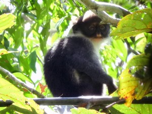 Lutung Kutai, Primata Drakula dari Kalimantan yang Terancam Punah