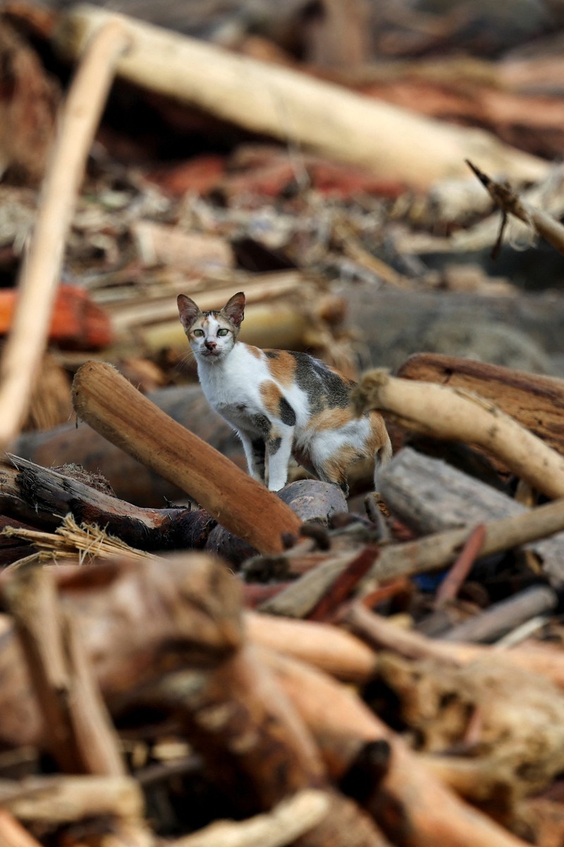Warga desa menebang kayu-kayu yang hanyut oleh banjir bandang, berniat menggunakannya sebagai material untuk membangun kembali rumah mereka yang rusak di Garoga, Provinsi Sumatera Utara, Kamis (4/12/2025). (YT HARIONO / AFP)