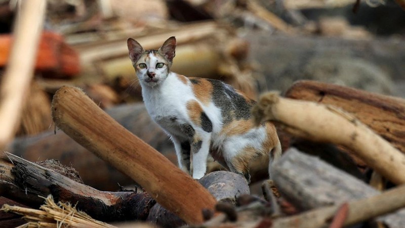 Warga desa menebang kayu-kayu yang hanyut oleh banjir bandang, berniat menggunakannya sebagai material untuk membangun kembali rumah mereka yang rusak di Garoga, Provinsi Sumatera Utara, Kamis (4/12/2025). (YT HARIONO / AFP)