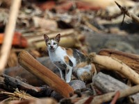 Bencana Sumatra dan Bayang-Bayang Aberfan