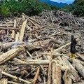 Viral! Penampakan Kayu Gelondongan Raksasa usai Banjir-Longsor Sumatra