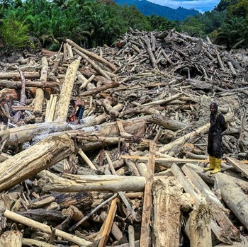 Viral! Penampakan Kayu Gelondongan Raksasa usai Banjir-Longsor Sumatra