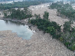 Video Pakar Kehutanan ke Kontributor Dosa Ekologis: Sudah Saatnya Berhenti