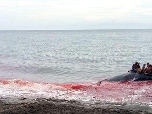 Pilu, Nelayan Tewas Saat Berburu Paus di Lembata