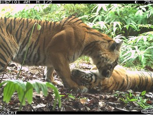 Terpopuler: Populasi Harimau Sumatera di Leuser Masih Oke