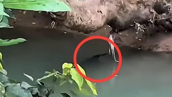 Buaya 3 Meter Muncul di Sungai Pasang Bone Bikin Warga Ketakutan