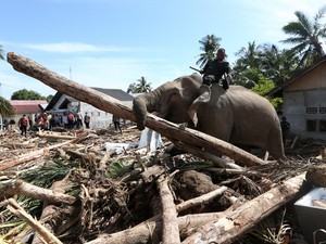 Penggunaan 4 Gajah buat Bersihkan Kayu Gelondongan Sisa Banjir Tuai Kritikan