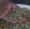 Tanaman Pengganti Gandum Ada di RI, Bisa untuk Bahan Baku Mi dan Roti