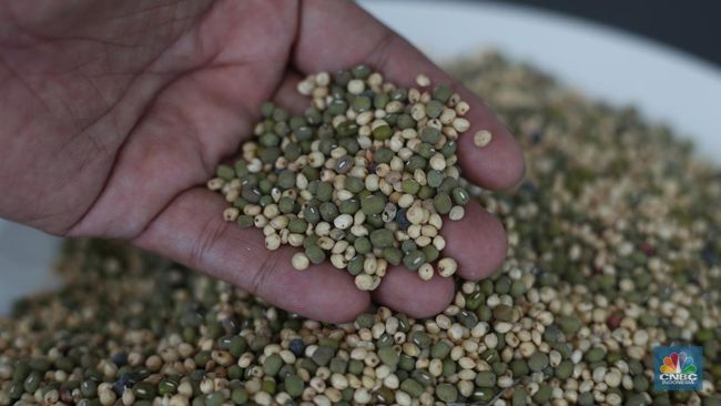 Tanaman Pengganti Gandum Ada di RI, Bisa untuk Bahan Baku Mi dan Roti