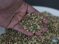 Tanaman Pengganti Gandum Ada di RI, Bisa untuk Bahan Baku Mi dan Roti