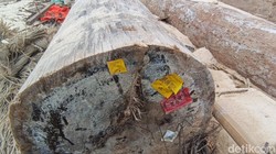 Ada Label Kemenhut di Kayu Gelondongan asal Sumbar yang Terdampar di Lampung