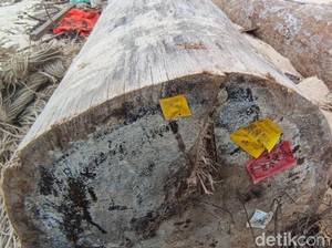 Kayu Gelondongan Berlabel Kemenhut Asal Sumbar Terdampar hingga Lampung