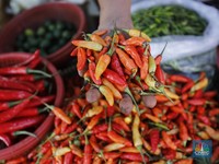 Redam Harga Cabai Rawit Merah, Amran Resmi Keluarkan Perintah Ini