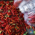 Harga Cabai di Pasar Naik Tinggi, Petani Ungkap Hal Tak Terduga