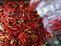 Harga Cabai di Pasar Naik Tinggi, Petani Ungkap Hal Tak Terduga