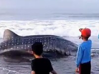 Alasan Ikan Terbesar Dunia Sering Terdampar di RI Akhirnya Terungkap