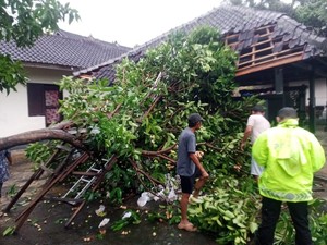 Hujan Deras di Jembrana, Pohon Tumbang Timpa Garasi dan Motor Warga