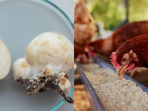 China Sukses Modifikasi Jamur sebagai Pengganti Daging Ayam